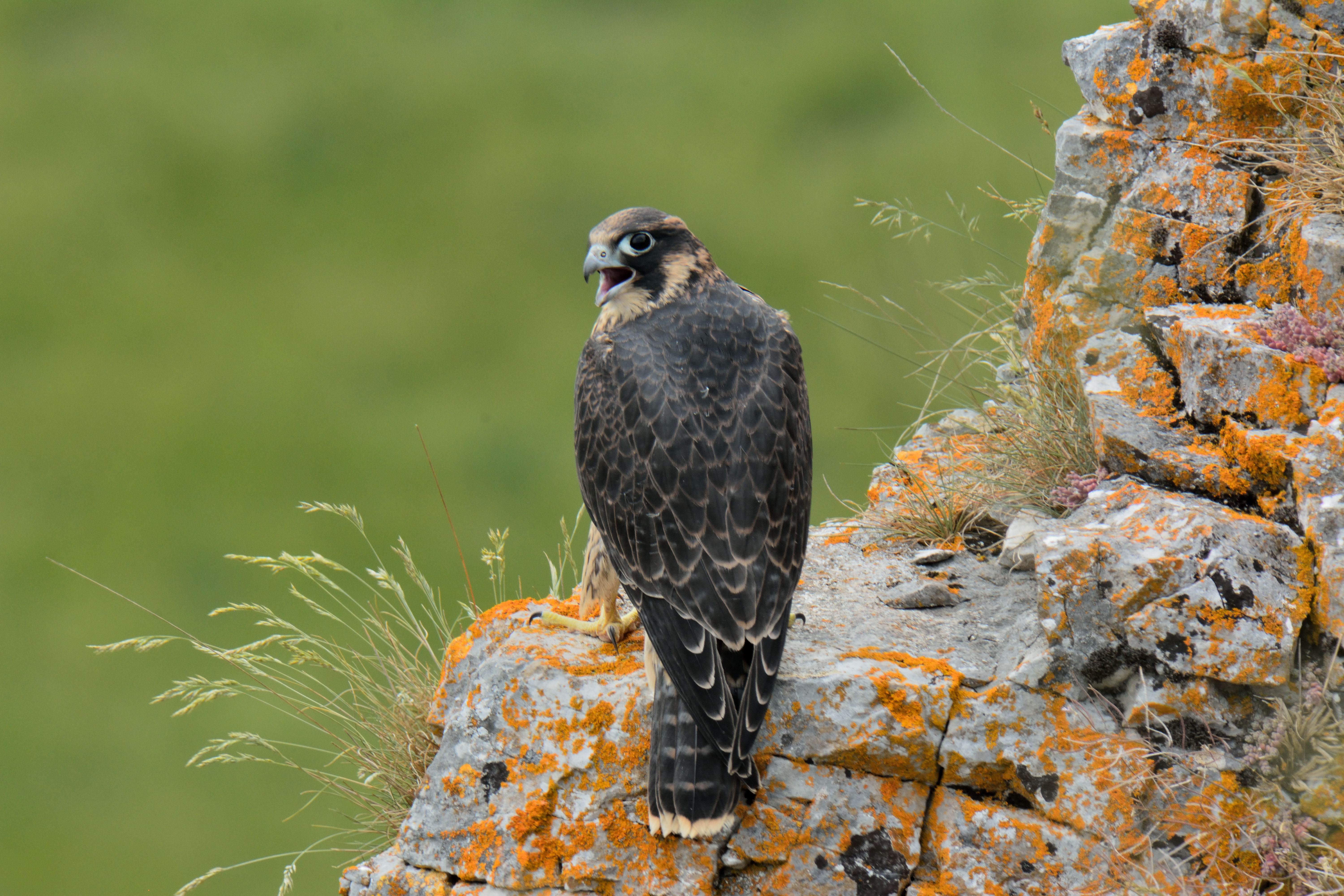Connaissance, suivi et protection des rapaces rupestres des Vosges saônoises